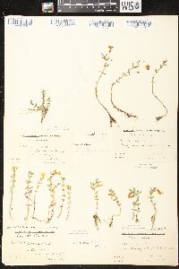 Gratiola aurea image