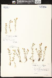 Gratiola aurea image