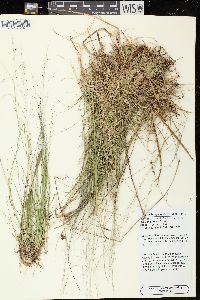 Muhlenbergia uniflora image