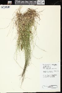 Muhlenbergia uniflora image