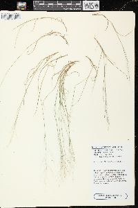 Muhlenbergia uniflora image