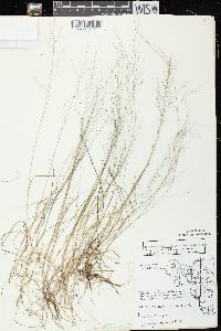 Muhlenbergia uniflora image