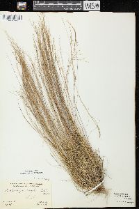 Muhlenbergia uniflora image