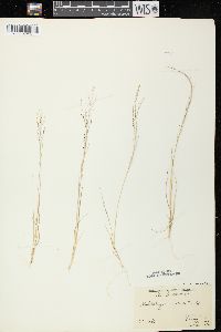 Muhlenbergia uniflora image