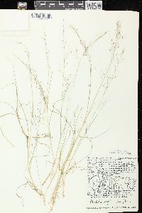 Muhlenbergia uniflora image