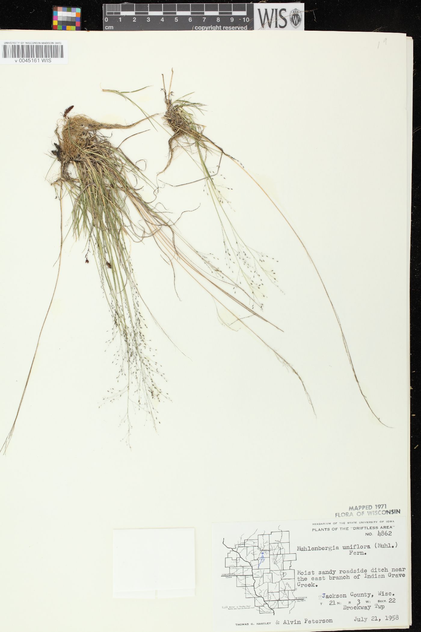 Muhlenbergia uniflora image