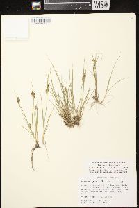 Carex garberi image