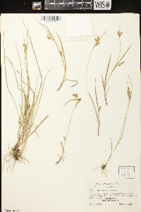 Carex garberi image