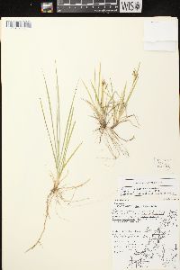 Carex garberi image