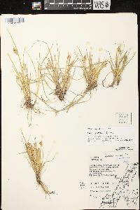 Carex garberi image