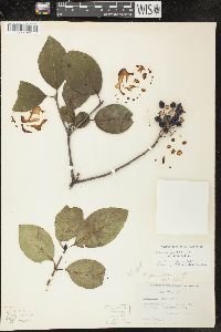 Viburnum prunifolium image