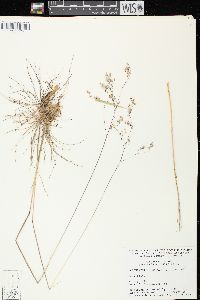 Deschampsia flexuosa image