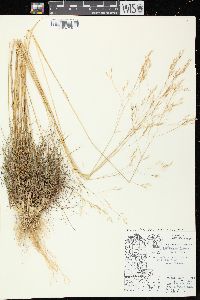 Deschampsia flexuosa image