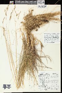 Deschampsia flexuosa image