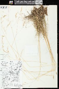 Deschampsia flexuosa image