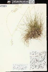 Deschampsia flexuosa image