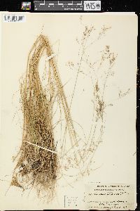 Deschampsia flexuosa image