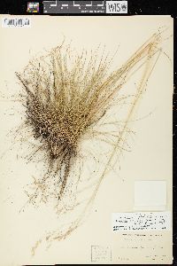 Deschampsia flexuosa image