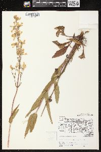 Penstemon pallidus image