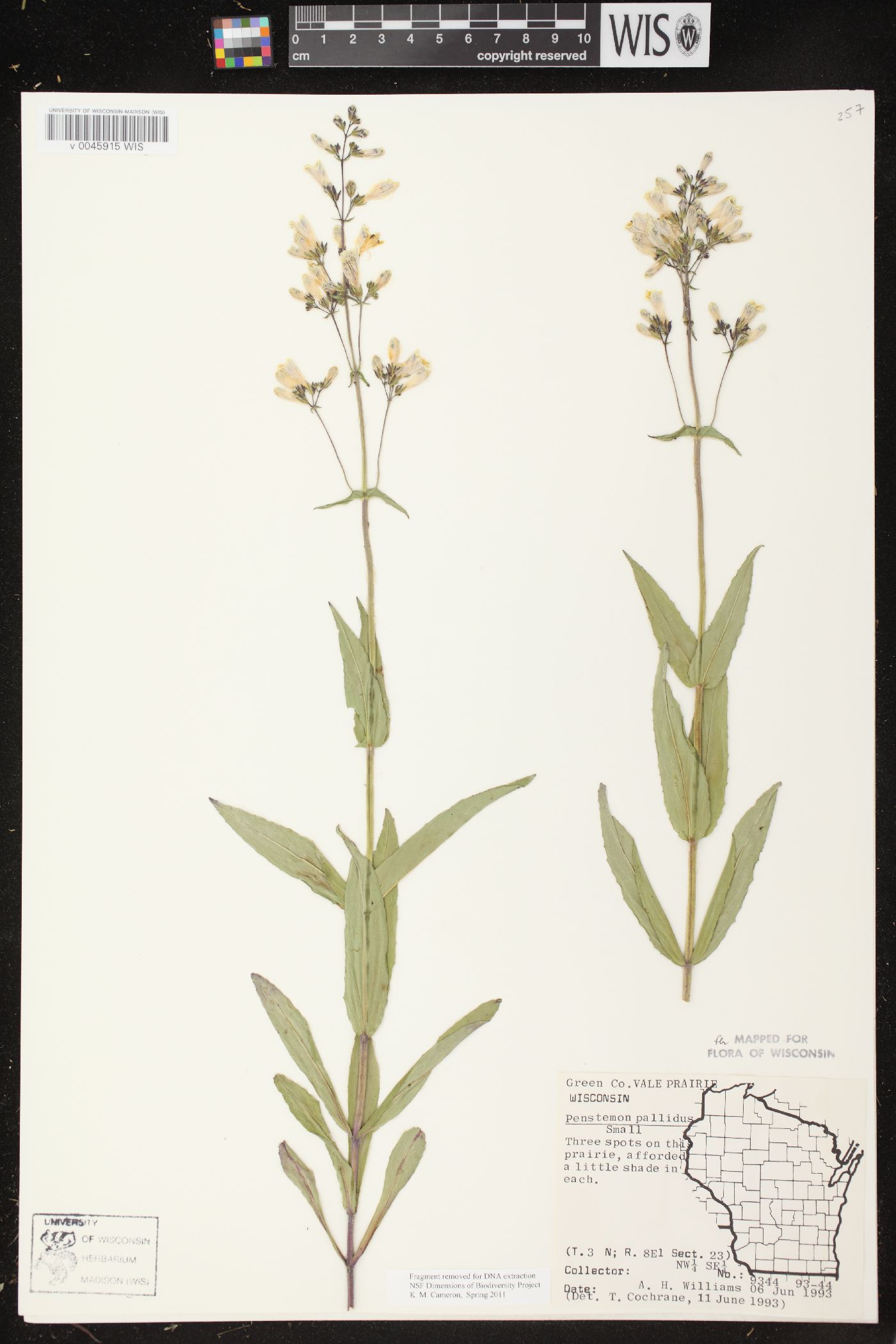 Penstemon pallidus image