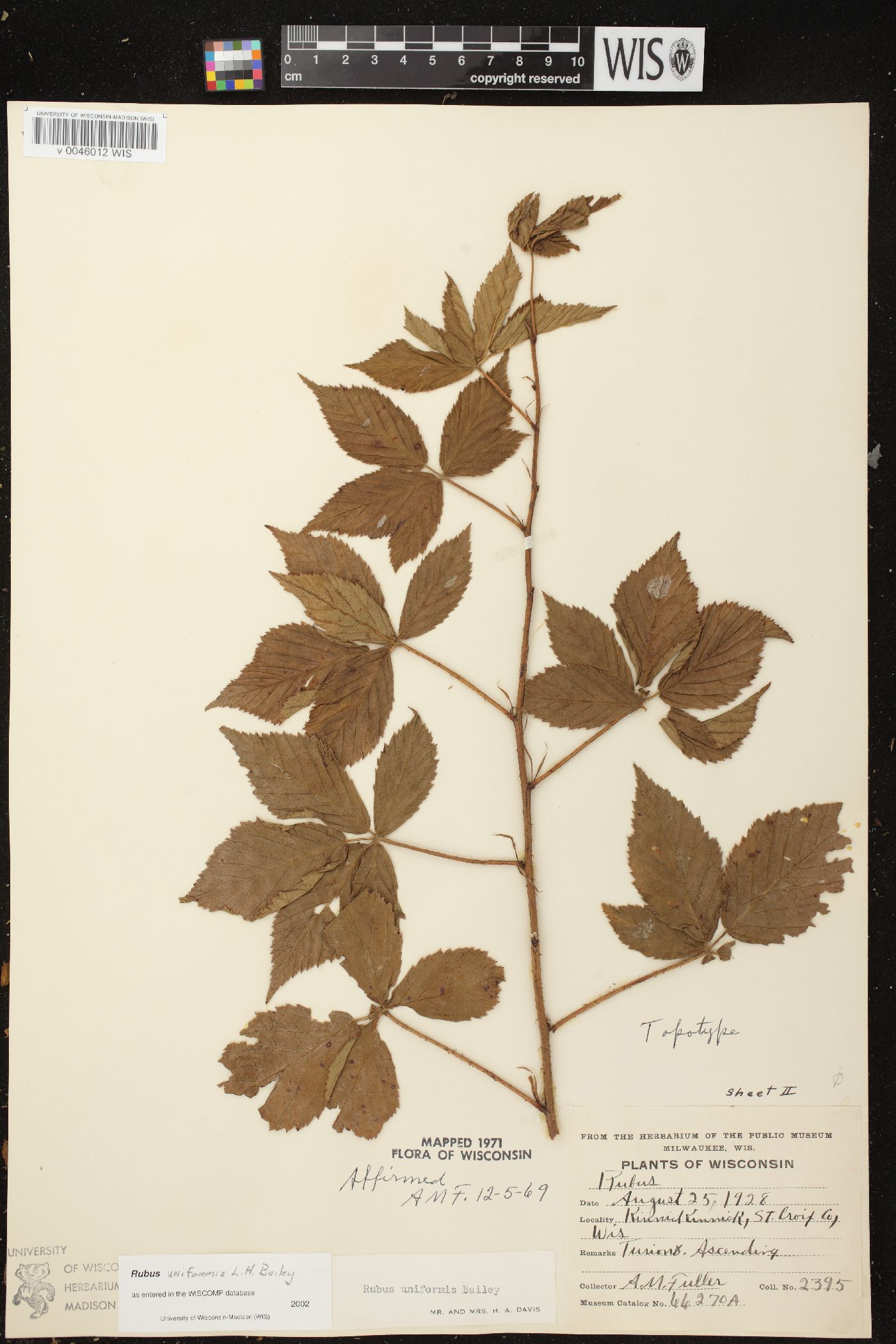 Rubus uniformis image