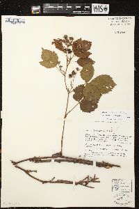 Rubus uniformis image