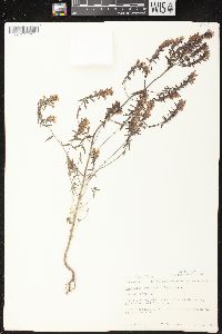 Odontites vernus subsp. serotinus image