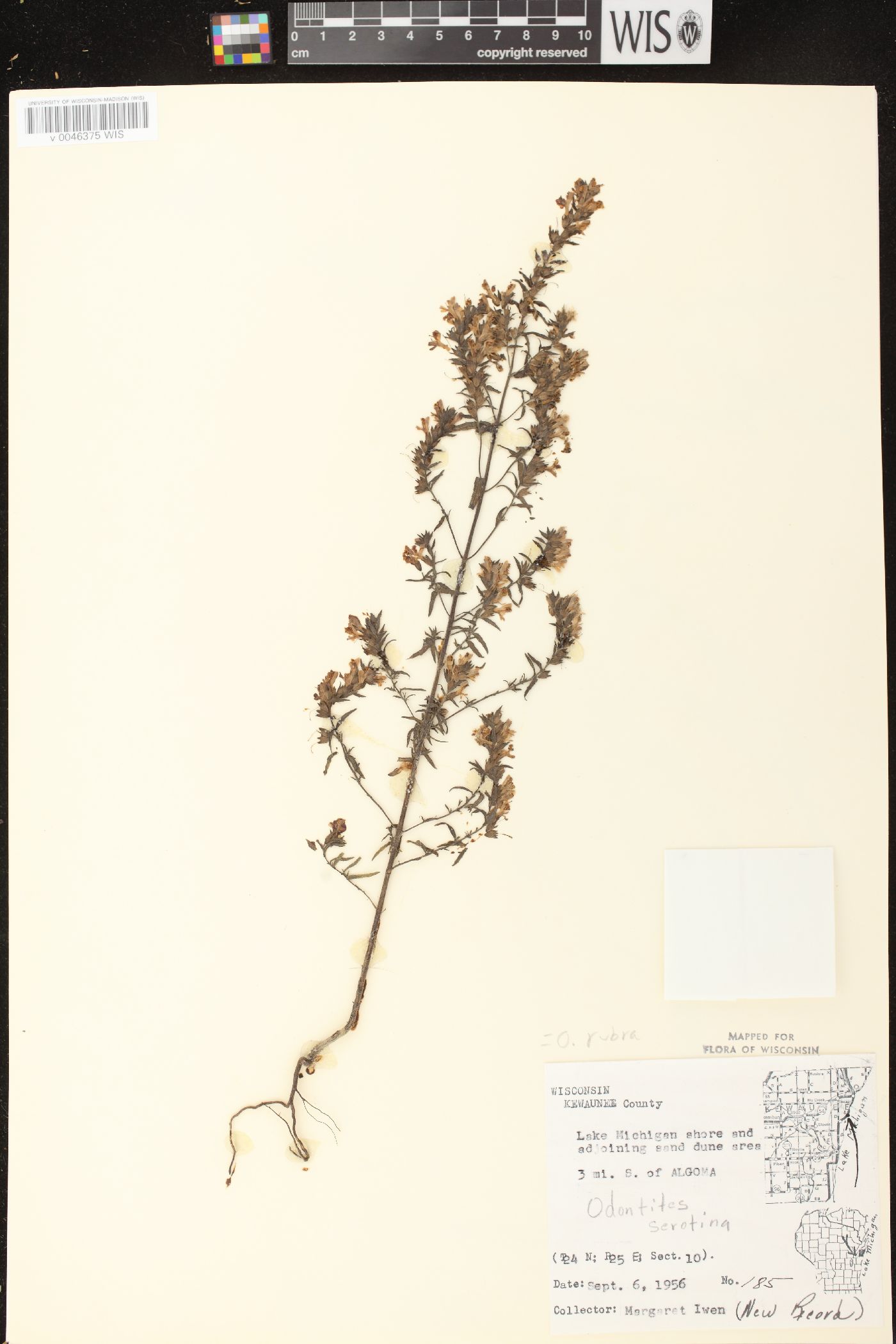 Odontites vernus subsp. serotinus image
