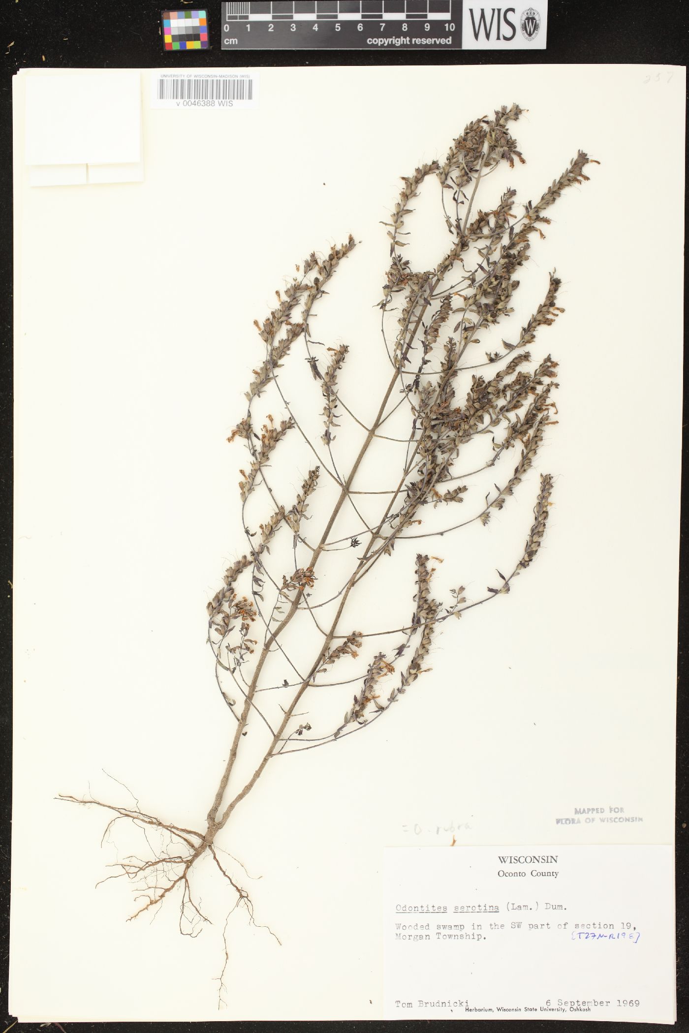 Odontites vernus subsp. serotinus image
