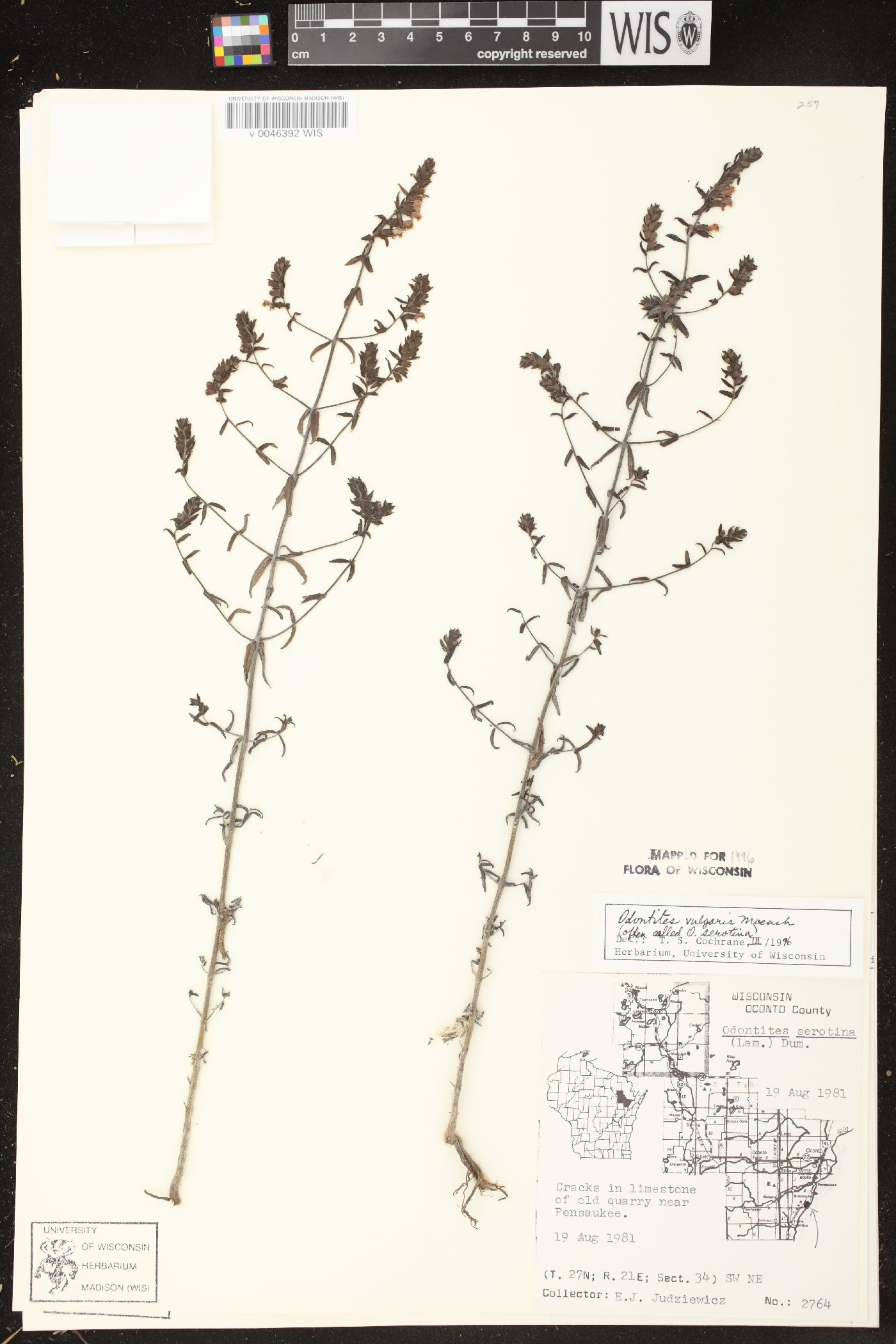 Odontites vernus image