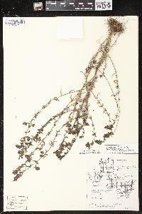 Odontites vernus subsp. serotinus image