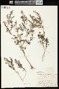 Trichostema coeruleum image