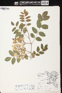 Robinia hispida image