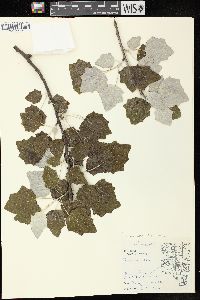 Populus alba image