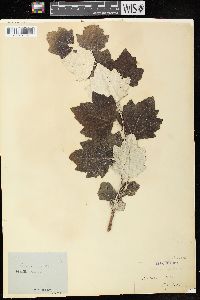 Populus alba image