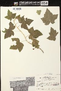 Ribes americanum image