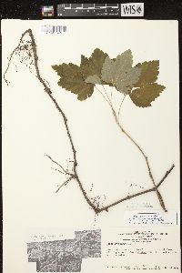 Ribes americanum image