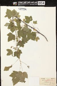 Ribes americanum image