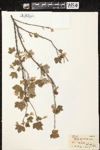 Ribes americanum image