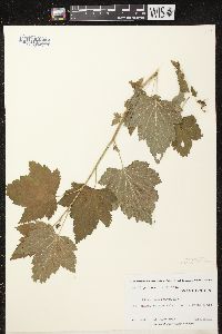 Ribes americanum image