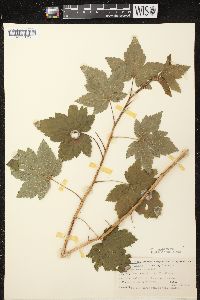 Ribes americanum image