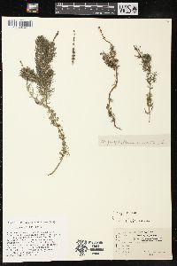 Myriophyllum sibiricum image