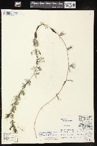 Myriophyllum sibiricum image