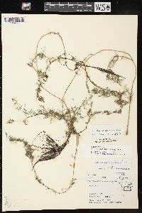 Myriophyllum sibiricum image