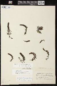 Myriophyllum sibiricum image