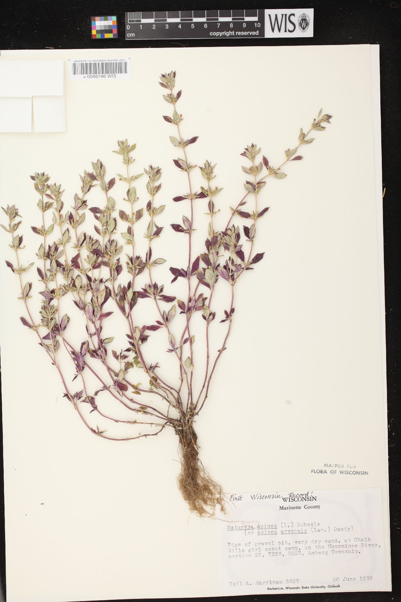 Acinos arvensis image