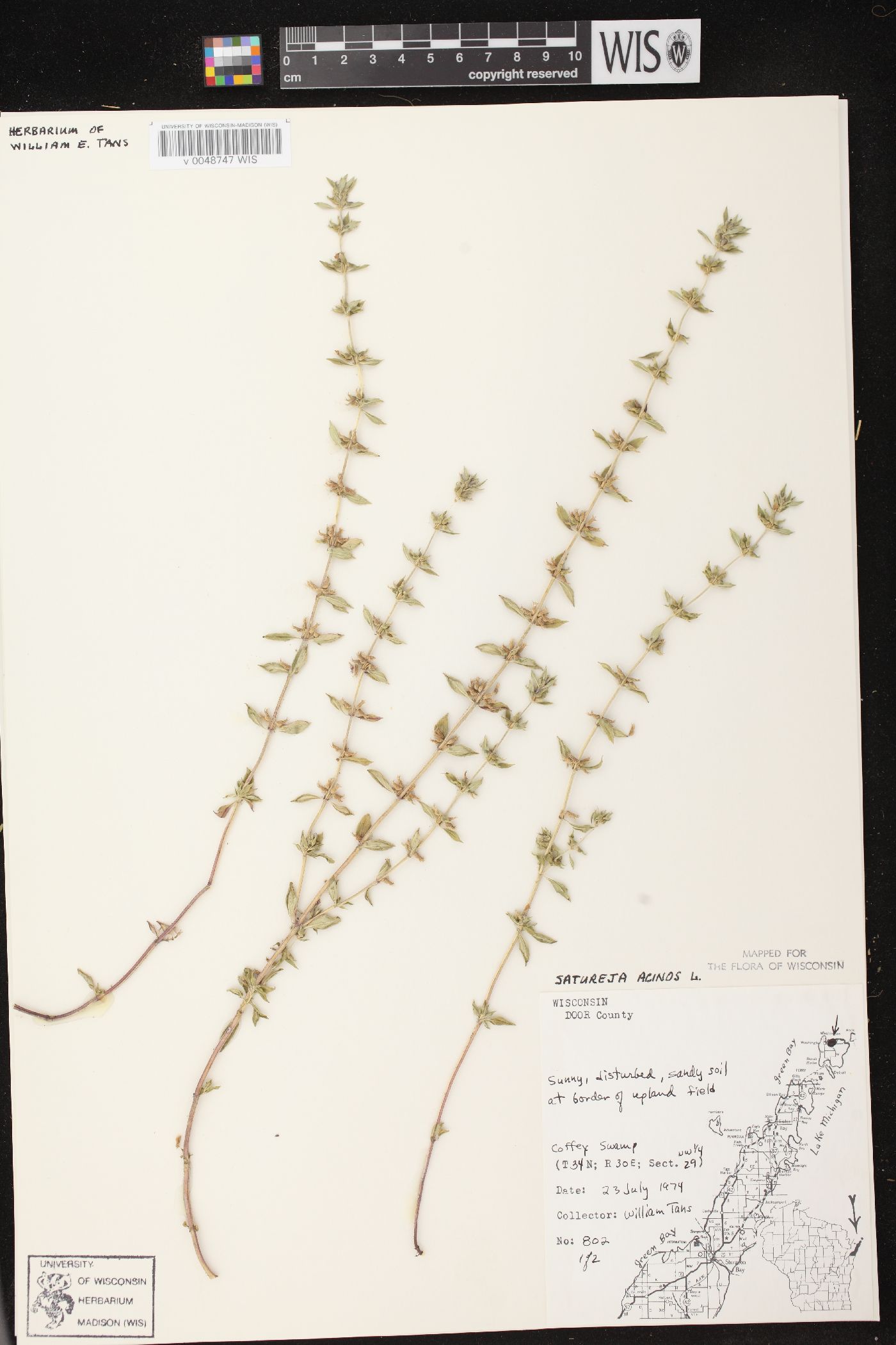 Acinos arvensis image