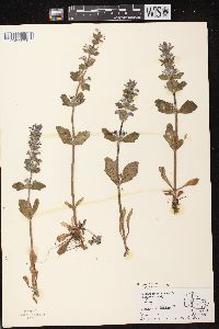 Ajuga genevensis image