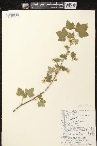 Ribes americanum image