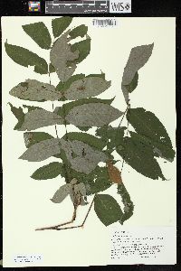 Juglans cinerea image